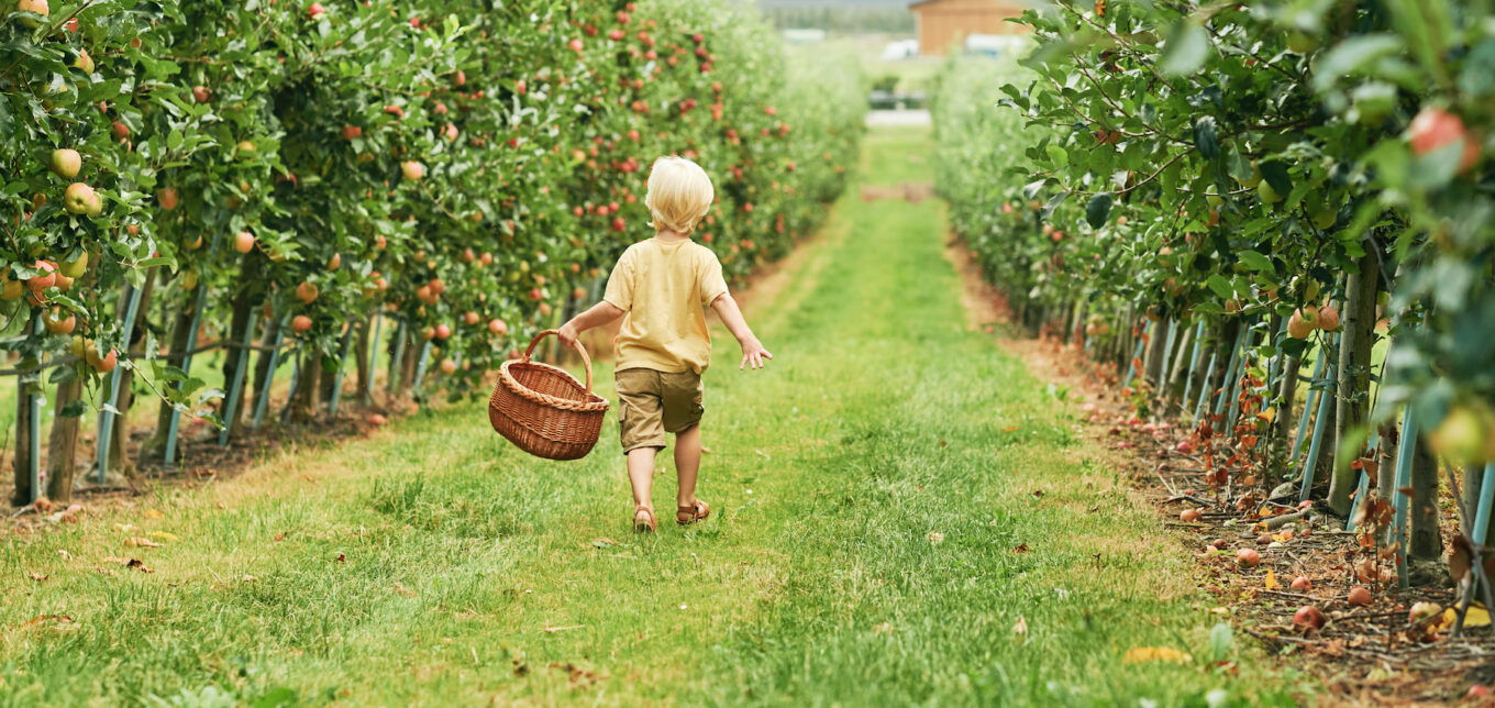 Fruit Tree Planting Tips – Mother Earth News - Vimarsana News